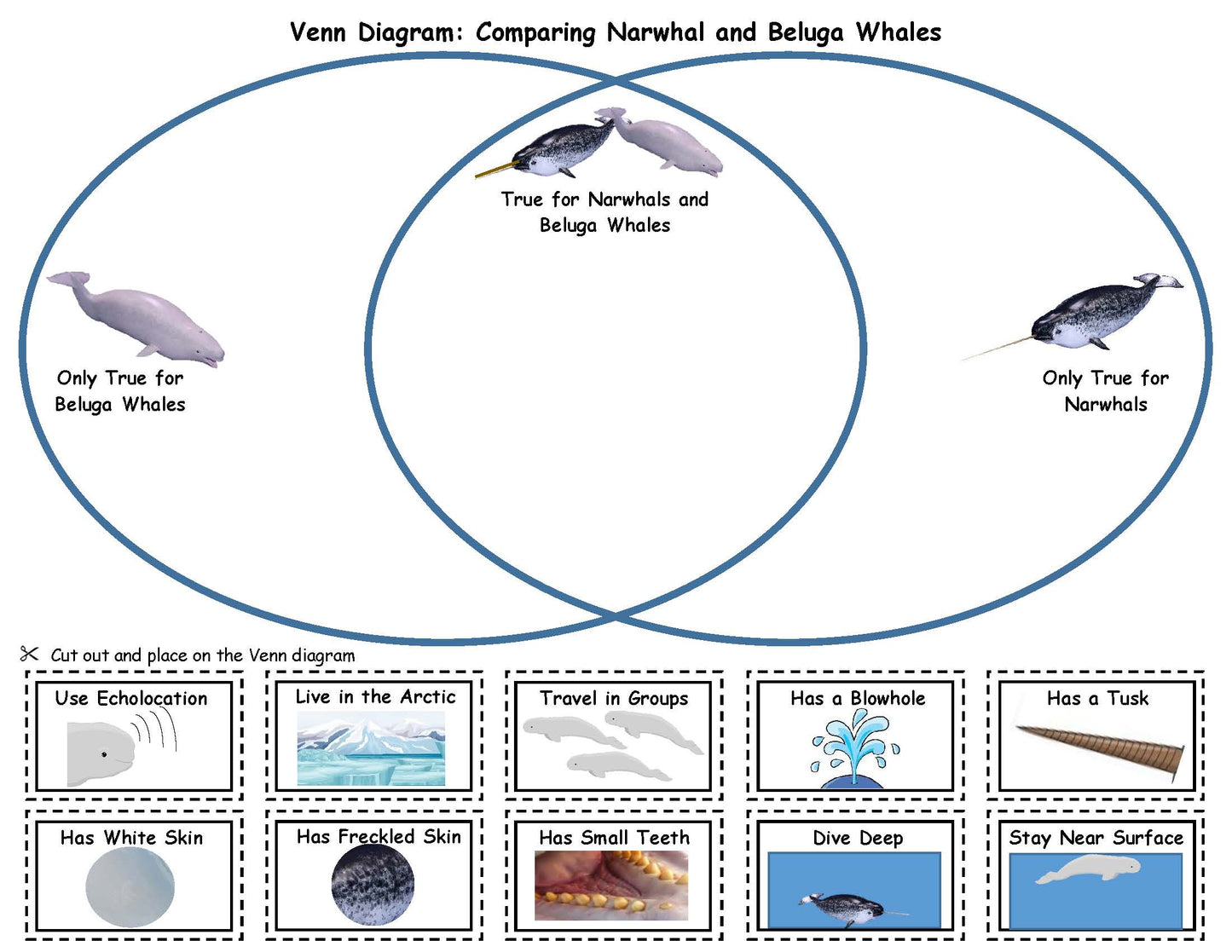 Ivy Kids Kit - The Lost Narwhal