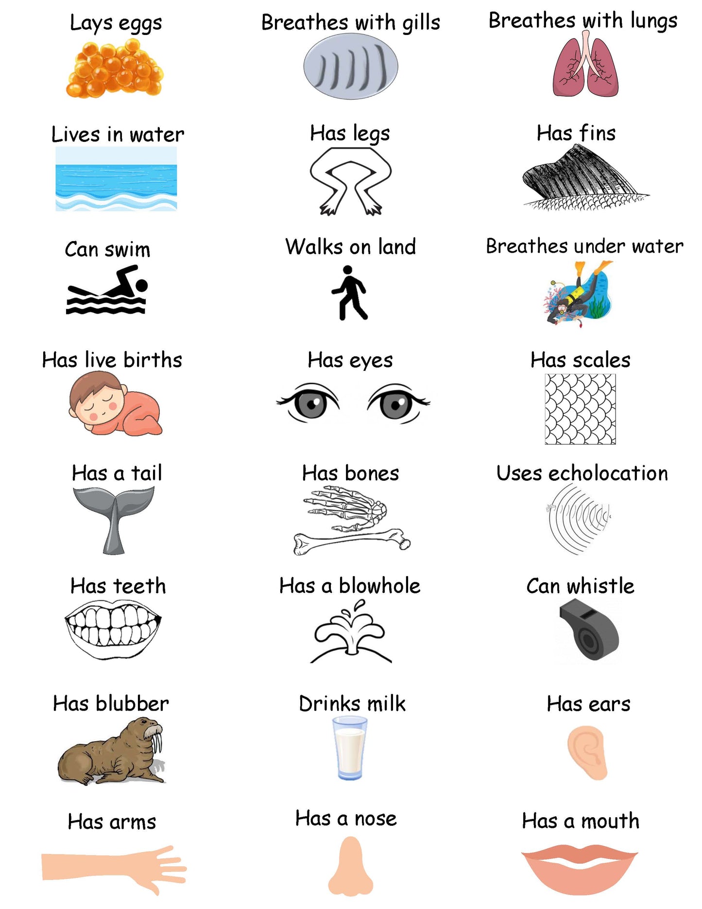 Ivy Kids Kit - If a Dolphin Were a Fish