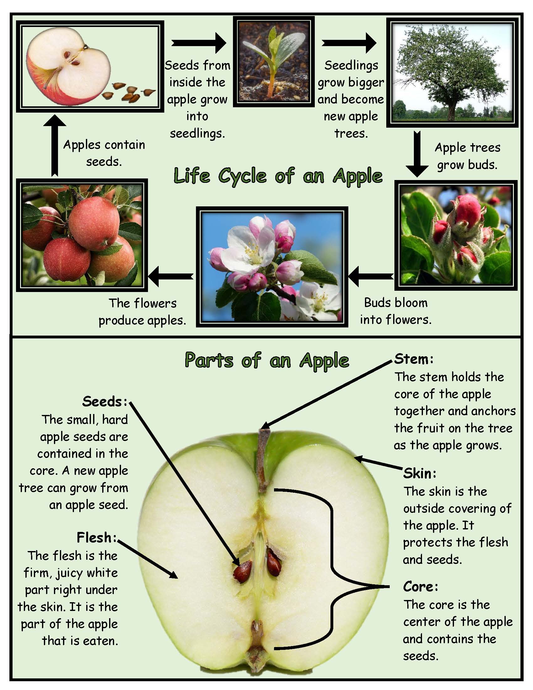 Parts of an apple and apple life cycle
