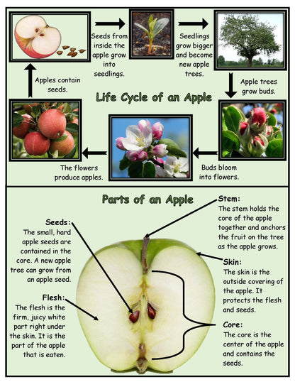 Parts of an apple and apple life cycle