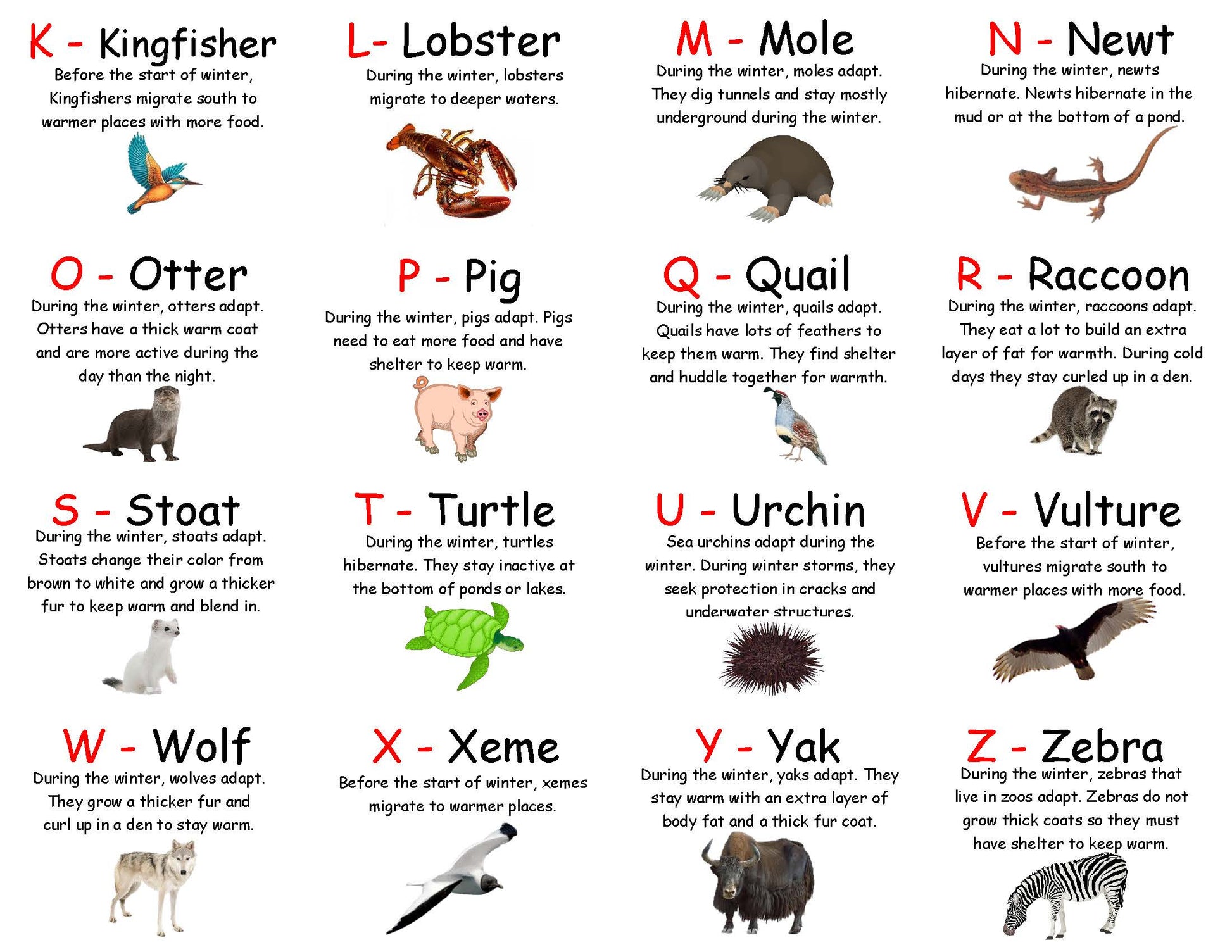 Sort the Animals - What do animals do in the winter? Hibernate Migrate Adapt