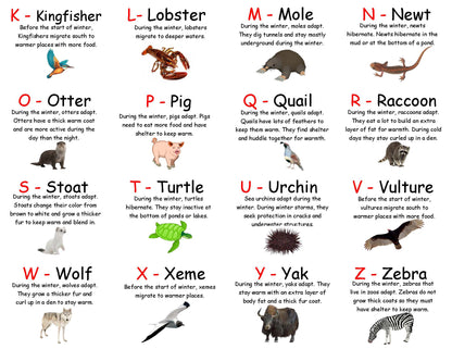 Sort the Animals - What do animals do in the winter? Hibernate Migrate Adapt