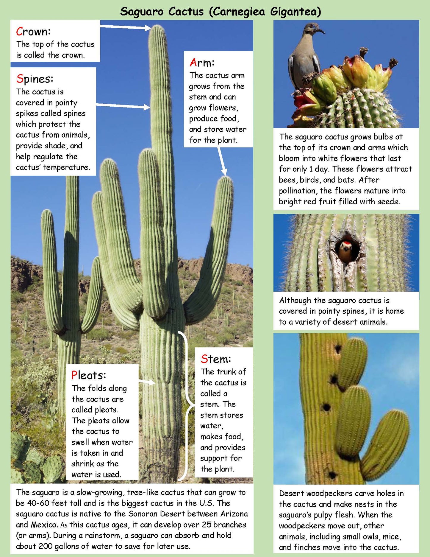 Saguaro Cactus Life Cycle Board