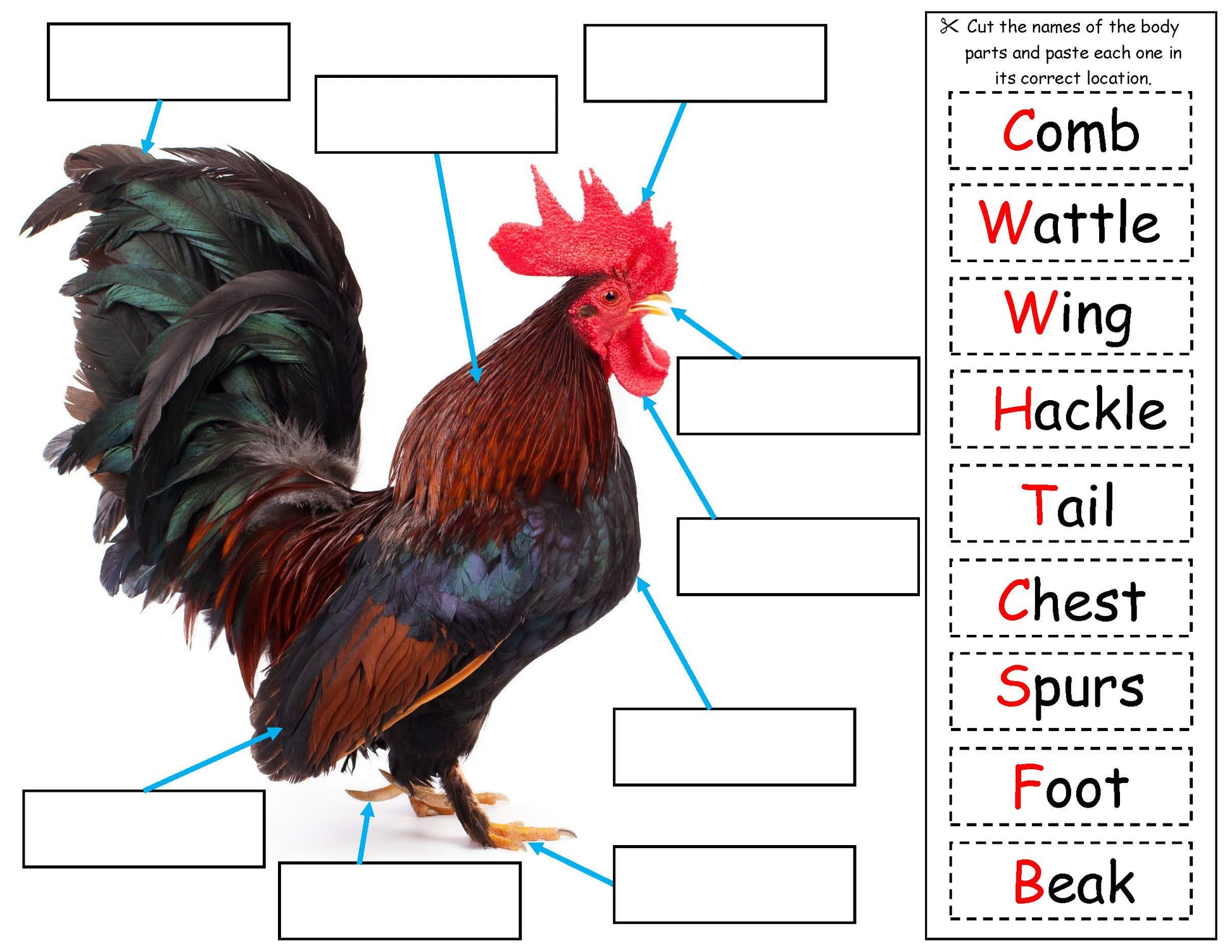 Rooster Facts for Kids STEM