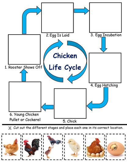 Rooster Life Cycle Facts for Kids STEM