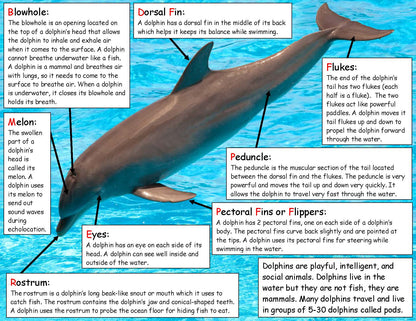 Ivy Kids Kit - If a Dolphin Were a Fish