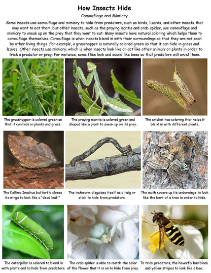 Ivy Kids Kit - How to Hide a Butterfly