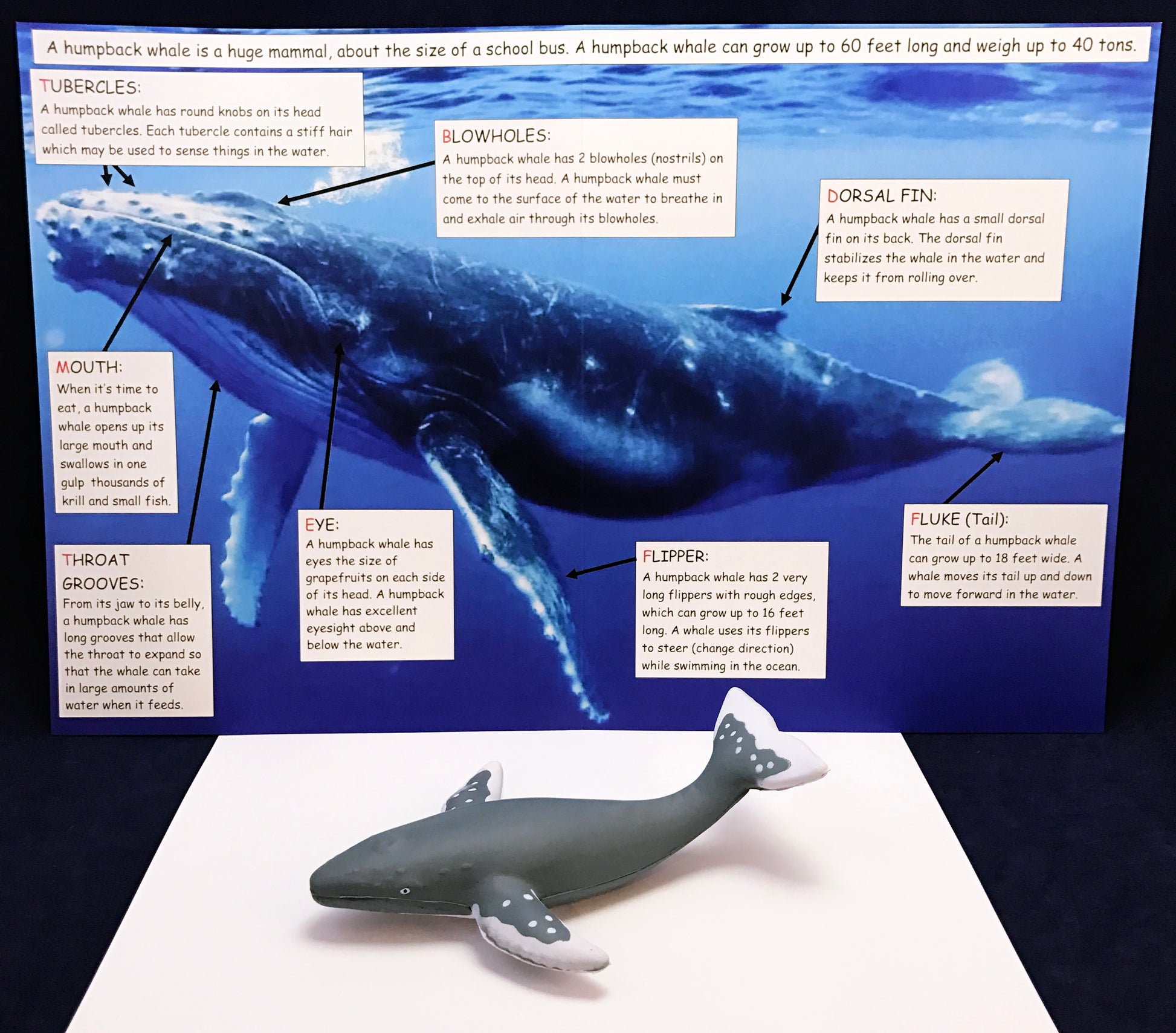 Learn about the humpback whale. Information board and realistic humpback whale toy. 
