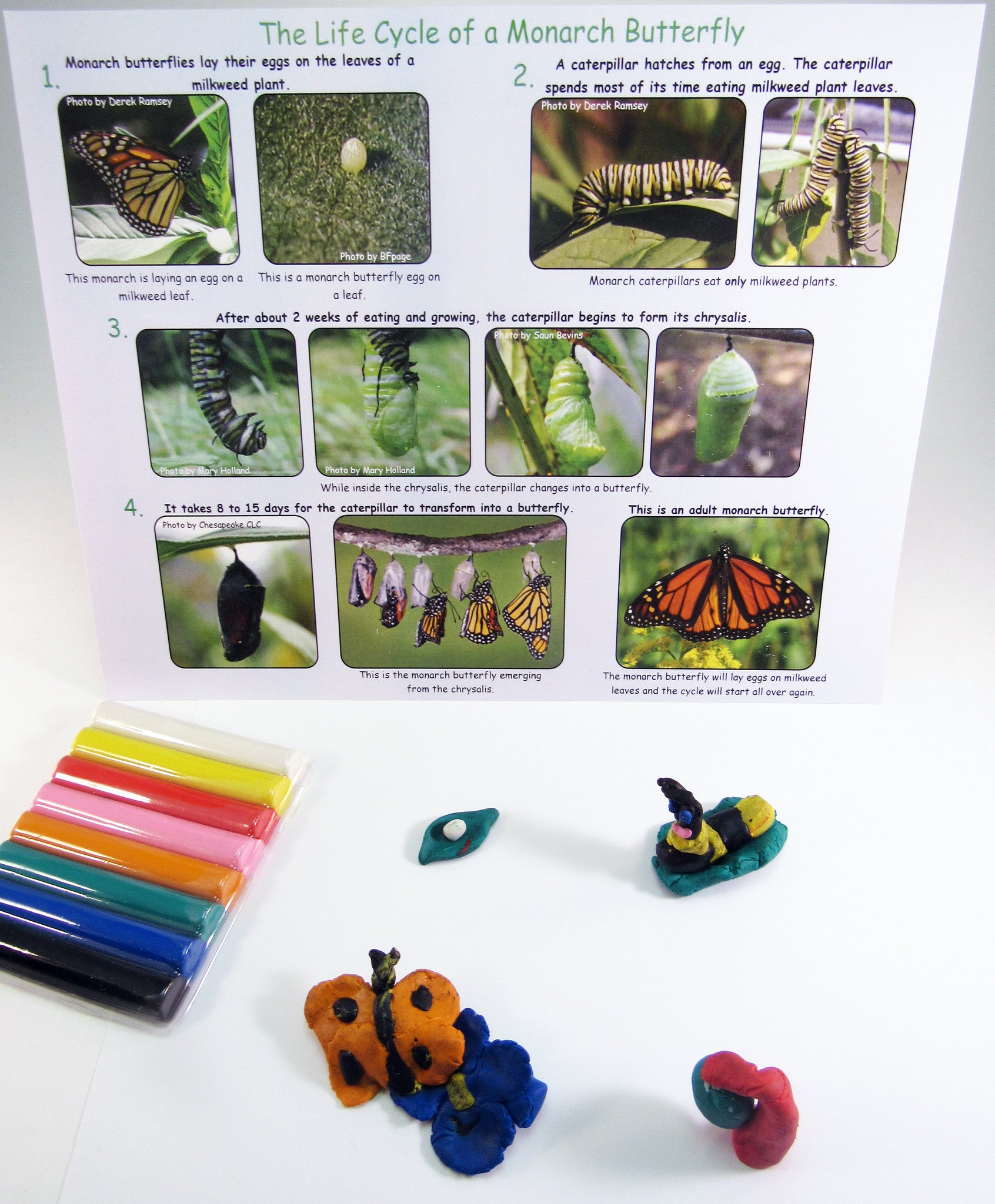 Clay Model of monarch butterfly life cycle - Ivy Kids Educational Activity Kit featuring the book Gotta Go! Gotta Go! by Sam Swope and over 10 art, literacy, math, and science activities inspired by the story. Learn about monarch butterflies. Perfect kit for spring.
