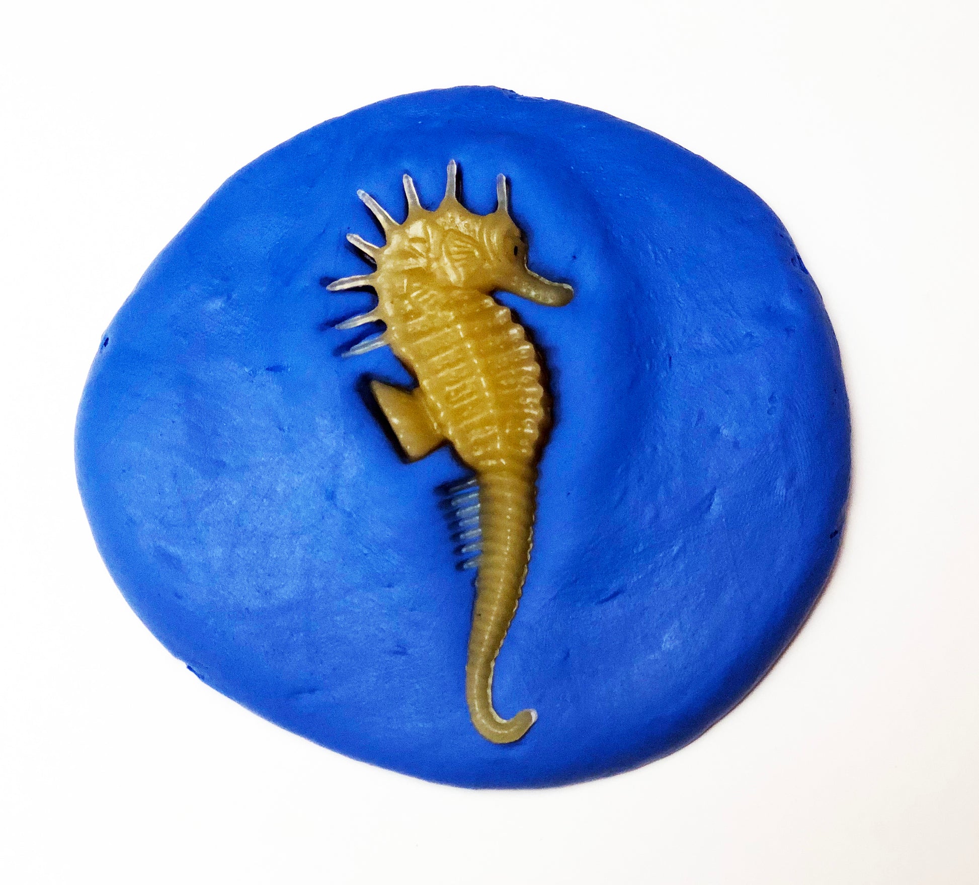 Clay imprints of sea creatures