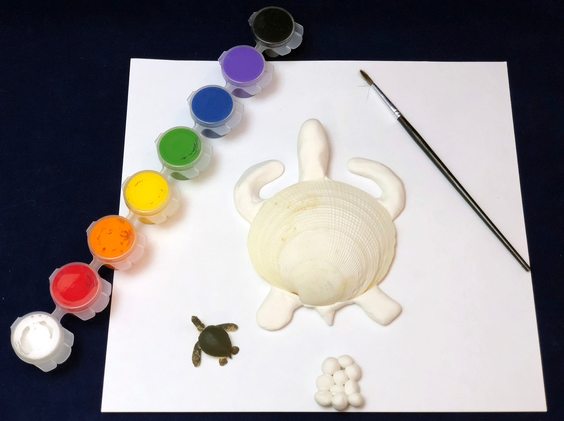 Green sea turtle clay model and life cycle children's art and science activity