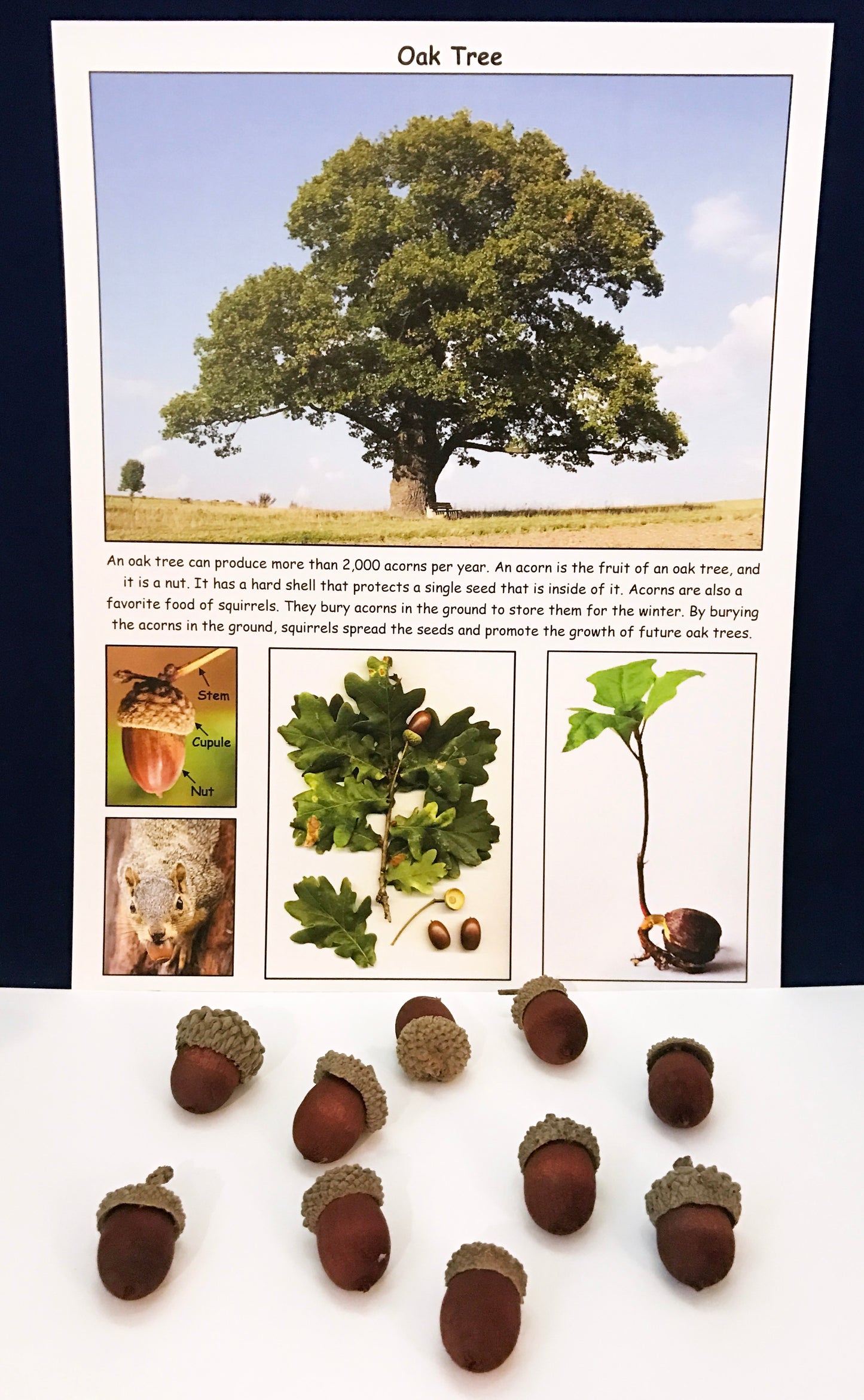 Ivy Kids Kit - Nuts to You!