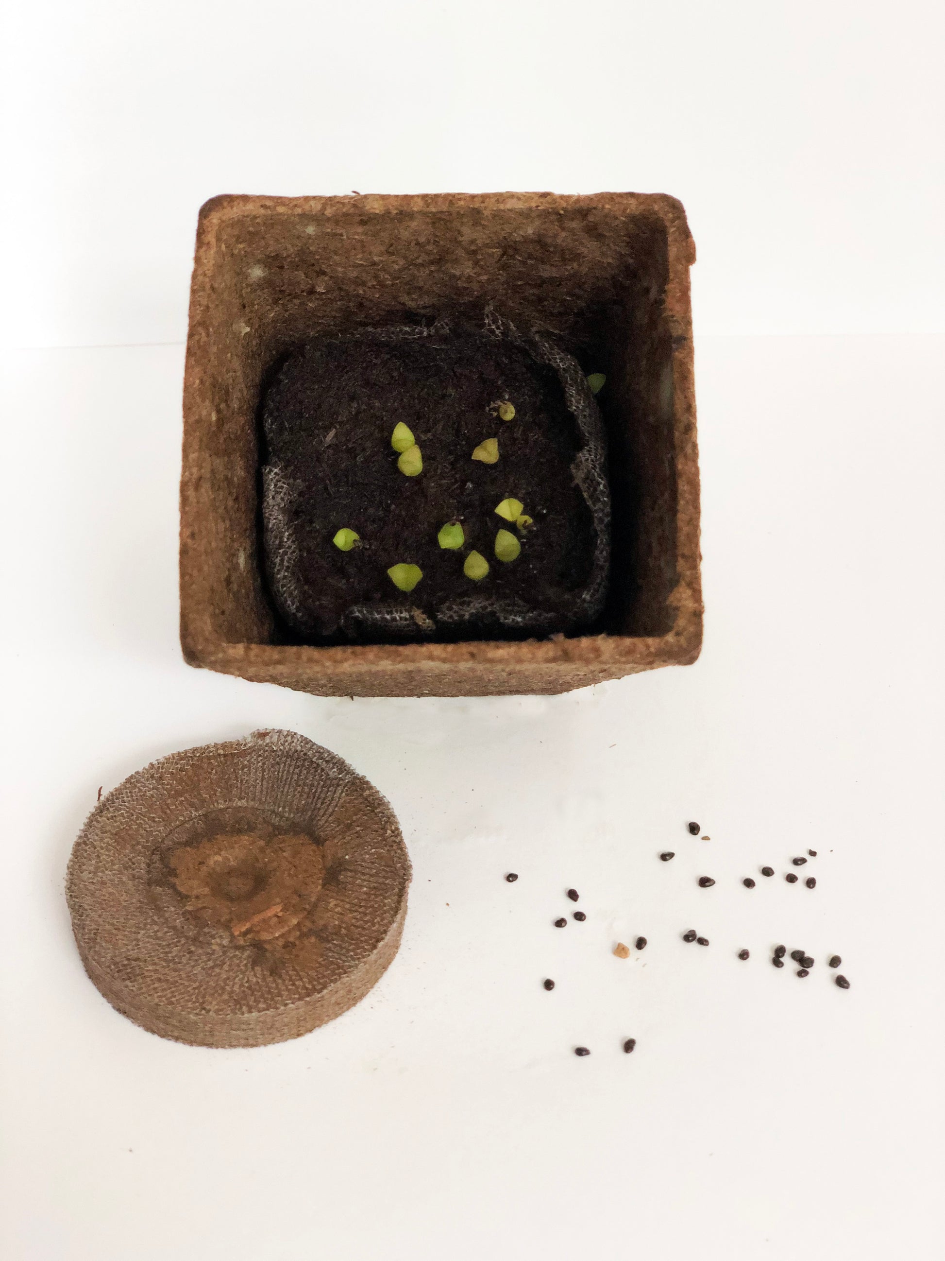 Saguaro cactus seeds planting