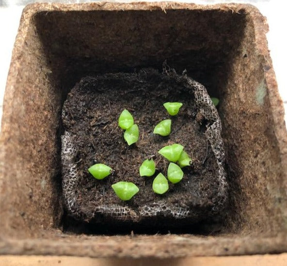 Saguaro cactus seeds germinating planting kids