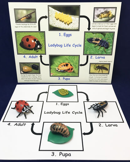 Ivy Kids Kit - Are you a Ladybug?