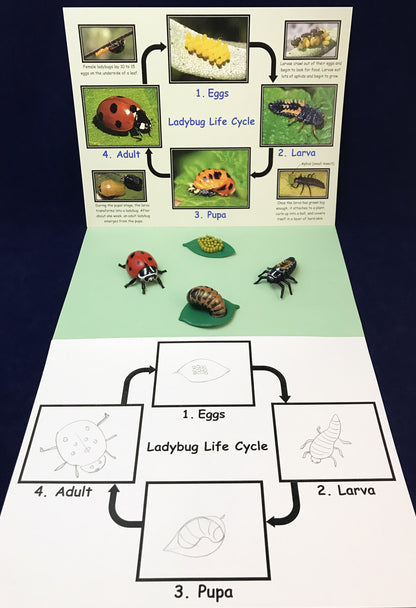 Ivy Kids Kit - Are you a Ladybug?