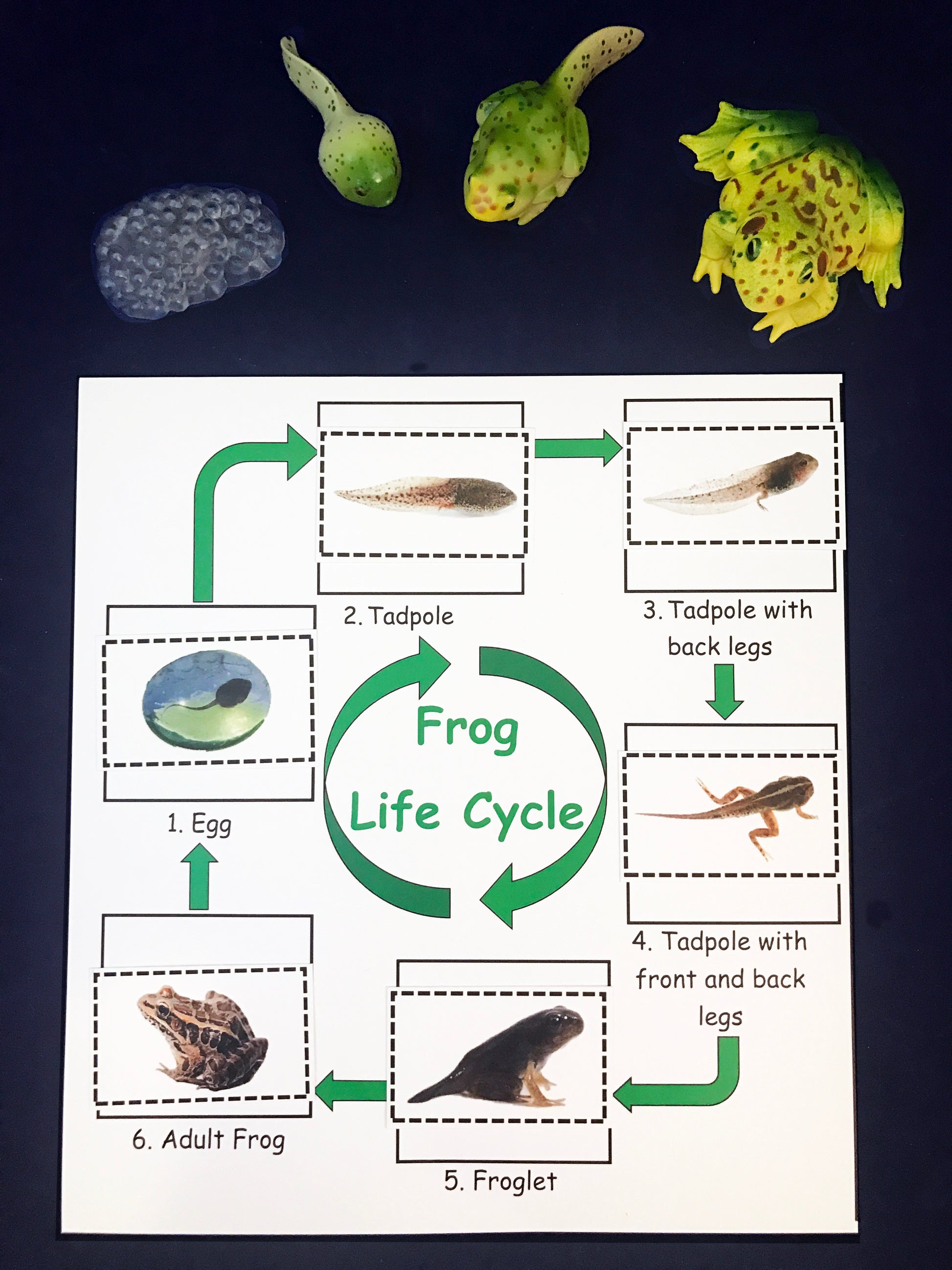 Frog Life Cycle inspired by Fish is Fish book 