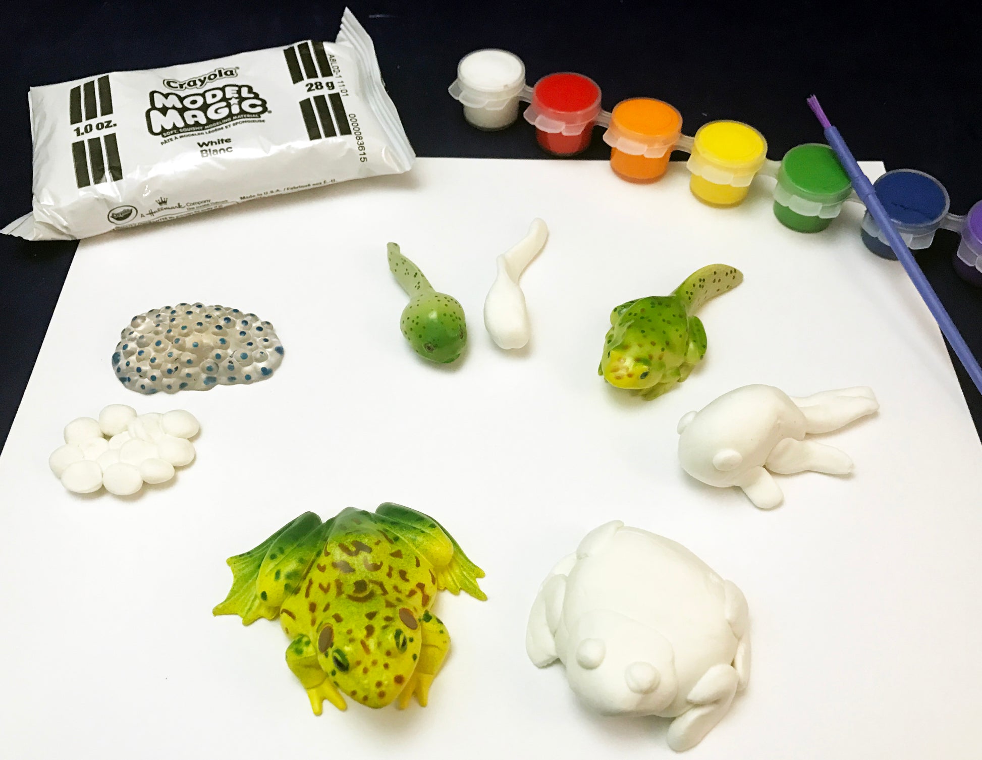 Frog Life Cycle inspired by Fish is Fish book 