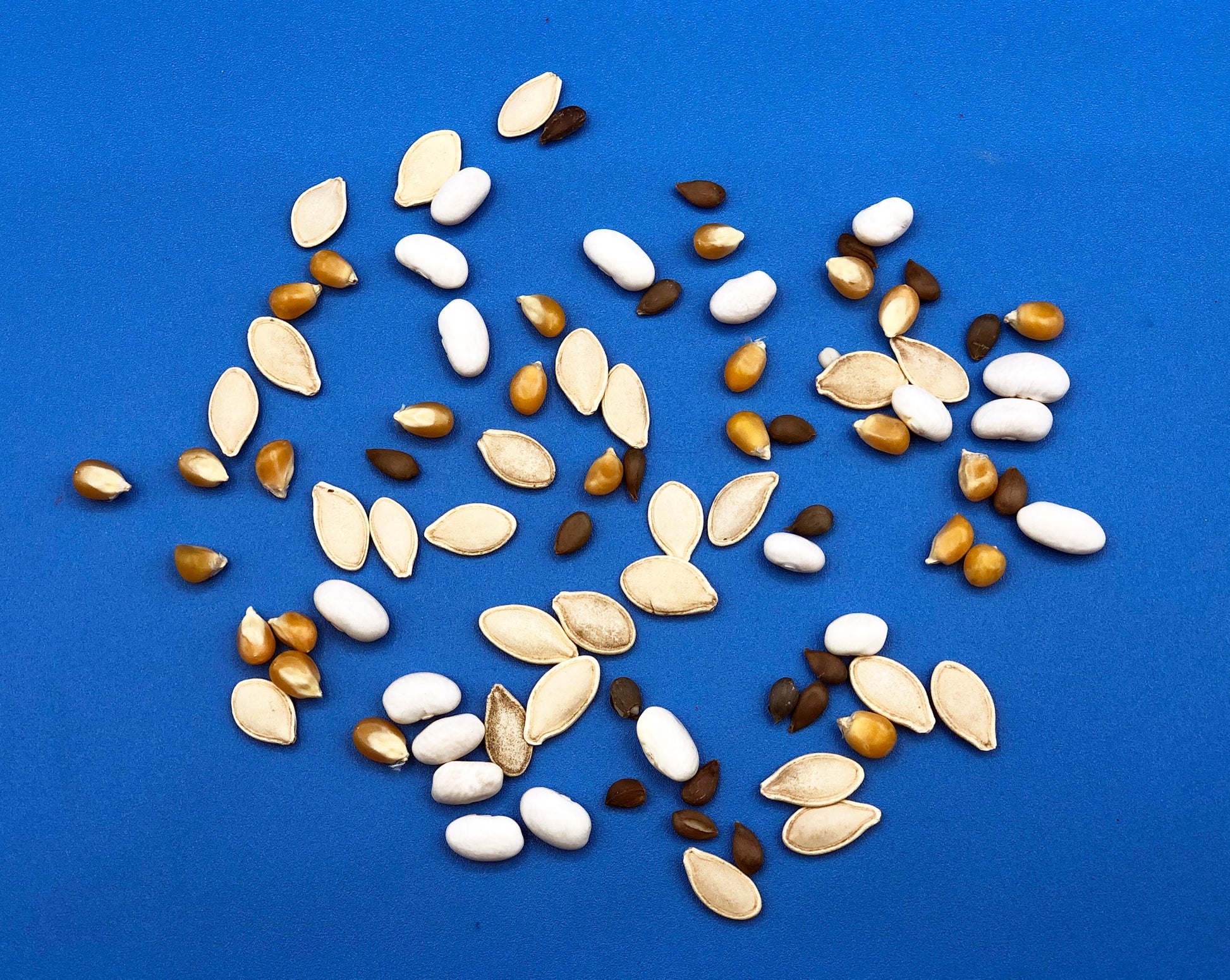 planting seeds with kids