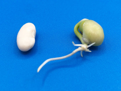 bean plant seed