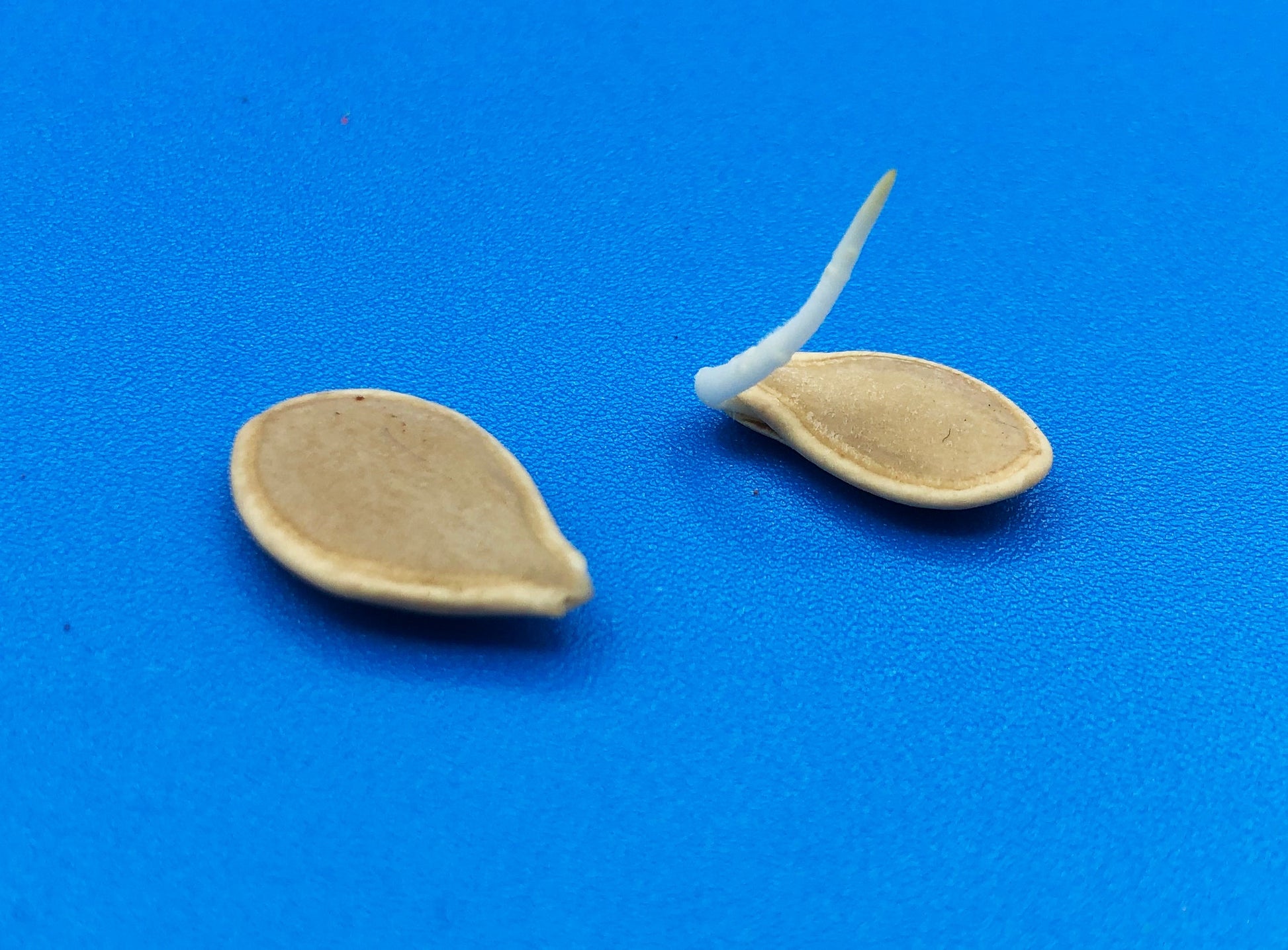 pumpkin seed germination