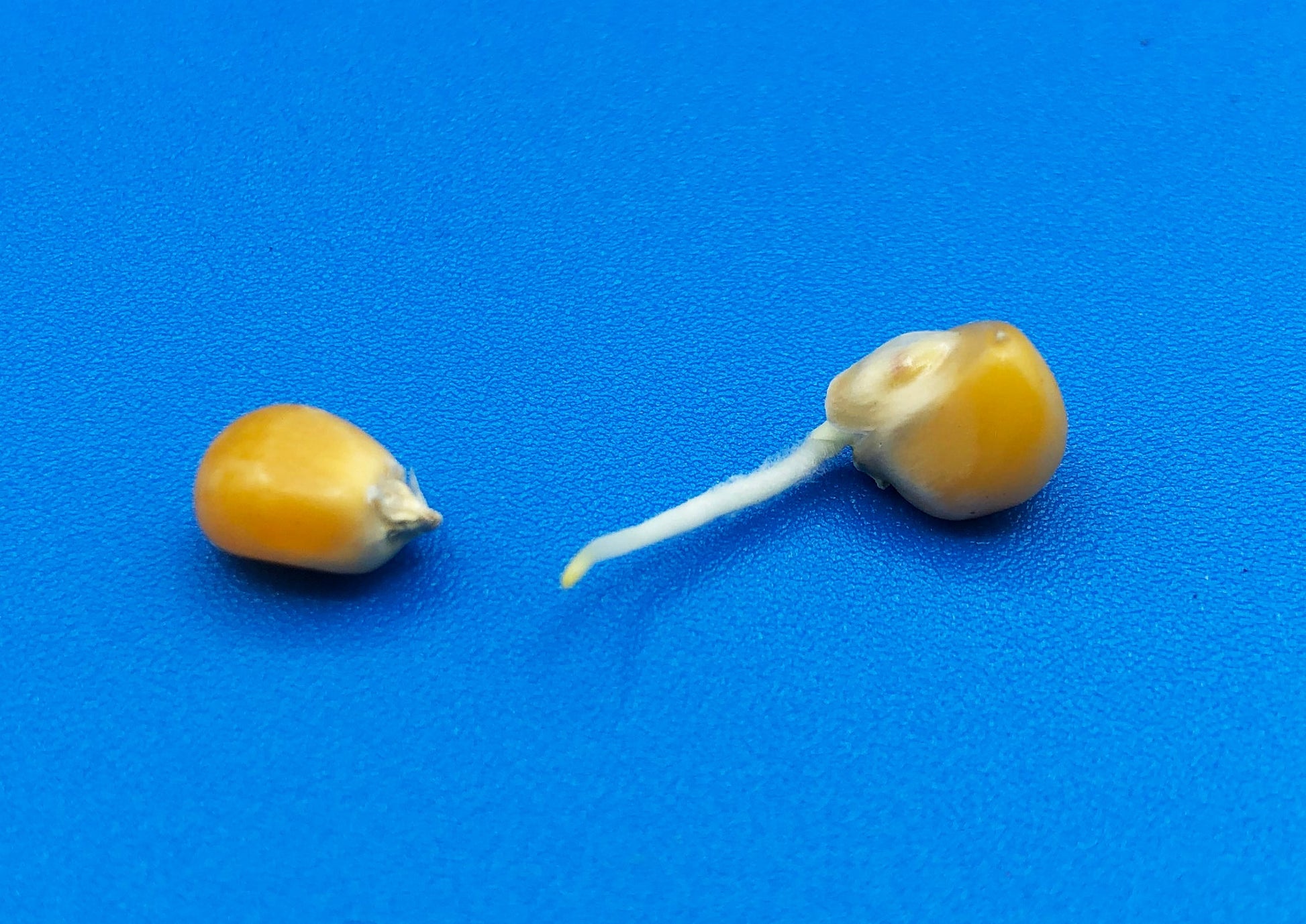 corn seed germination