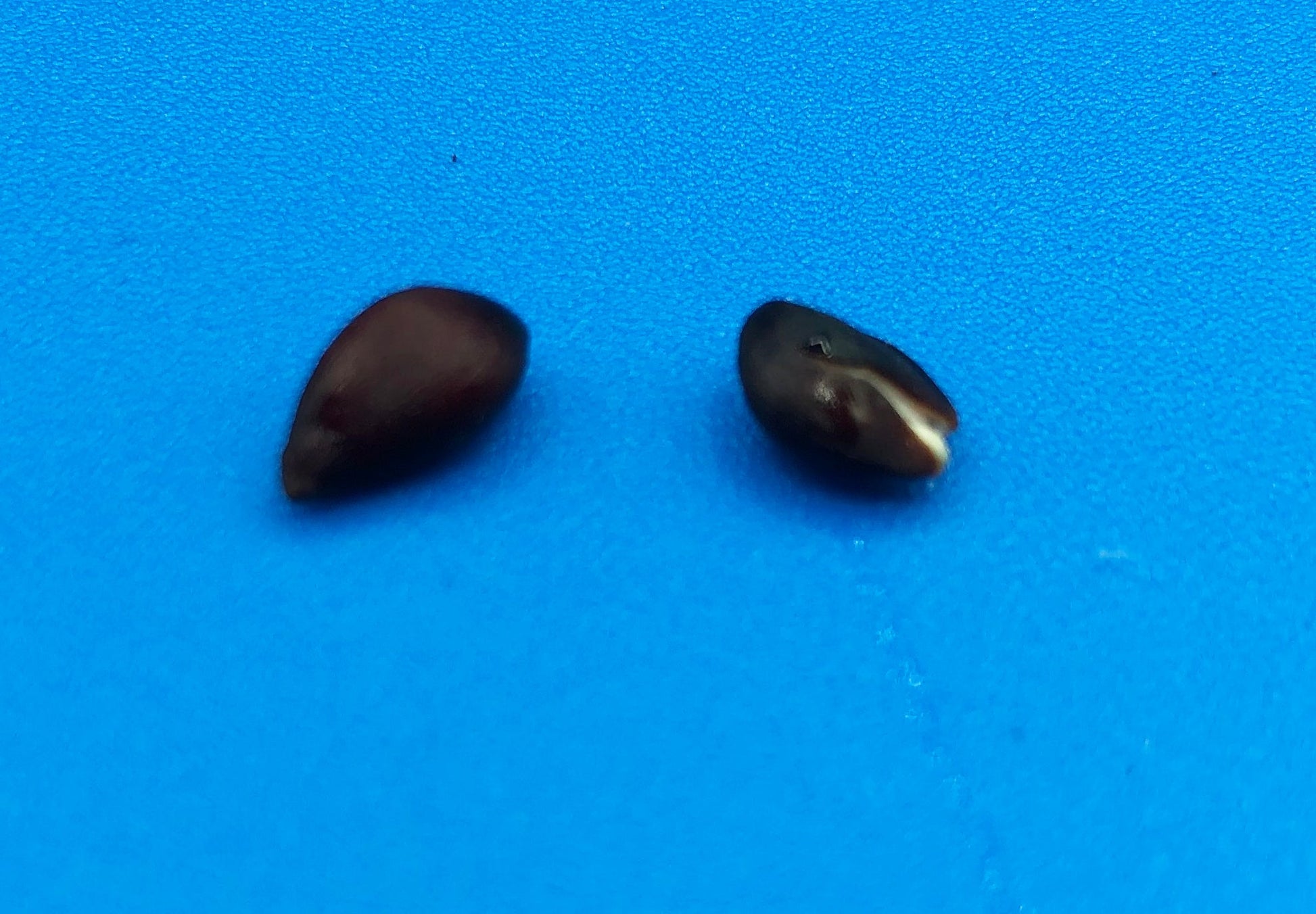 apple seed germination