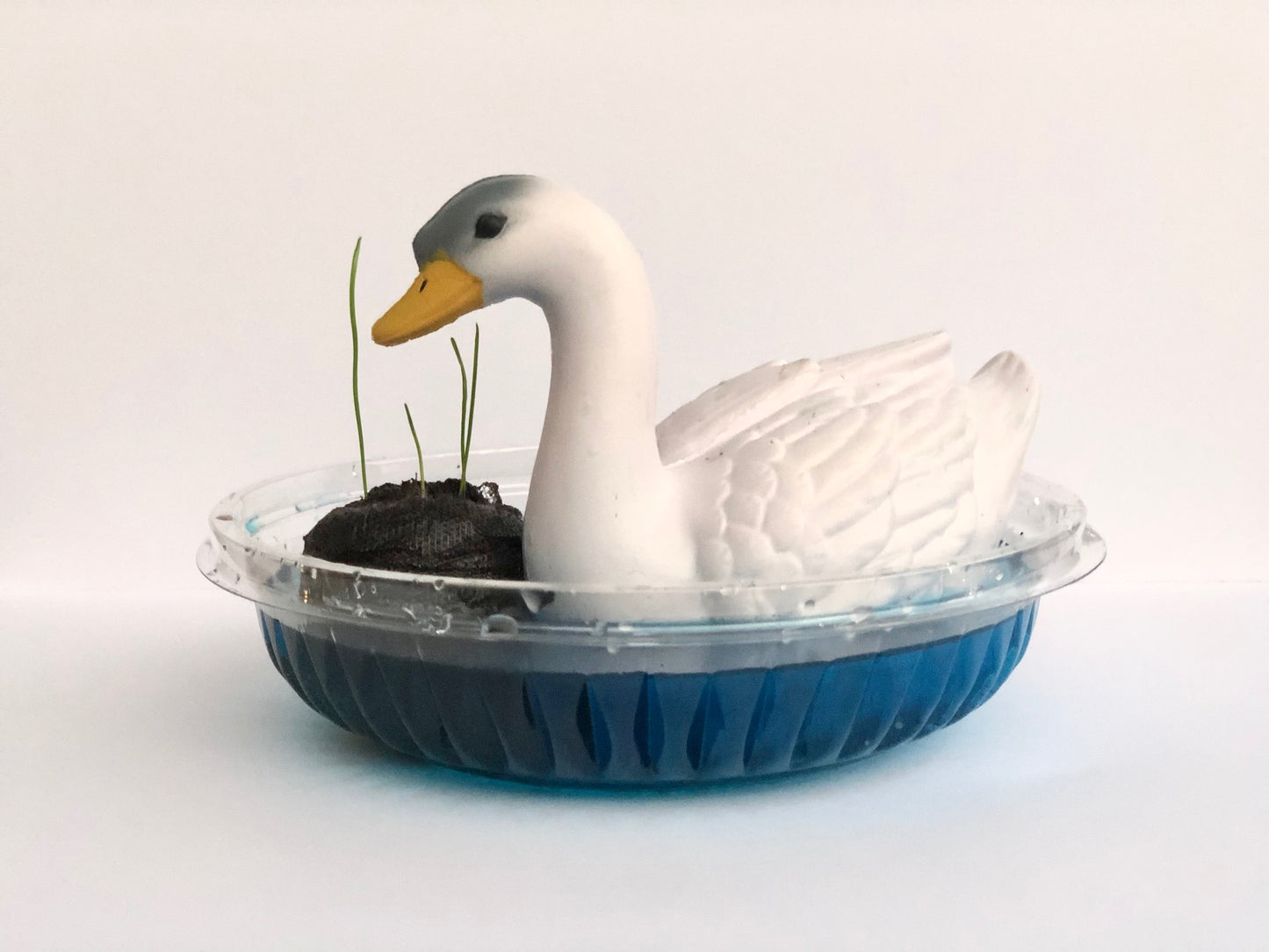 Swan habitat science experiment for kids