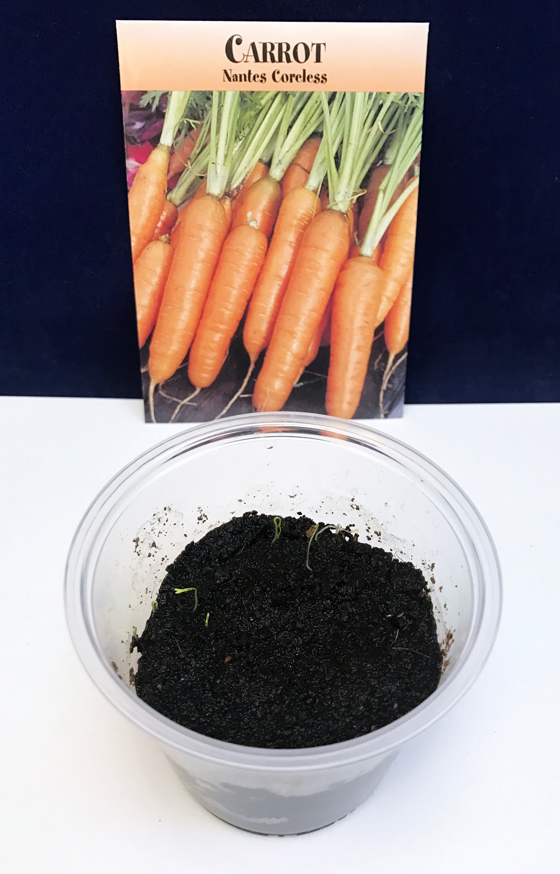 Growing Carrot Seeds for kids