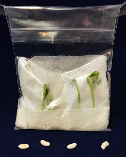 green bean germination in a baggie 