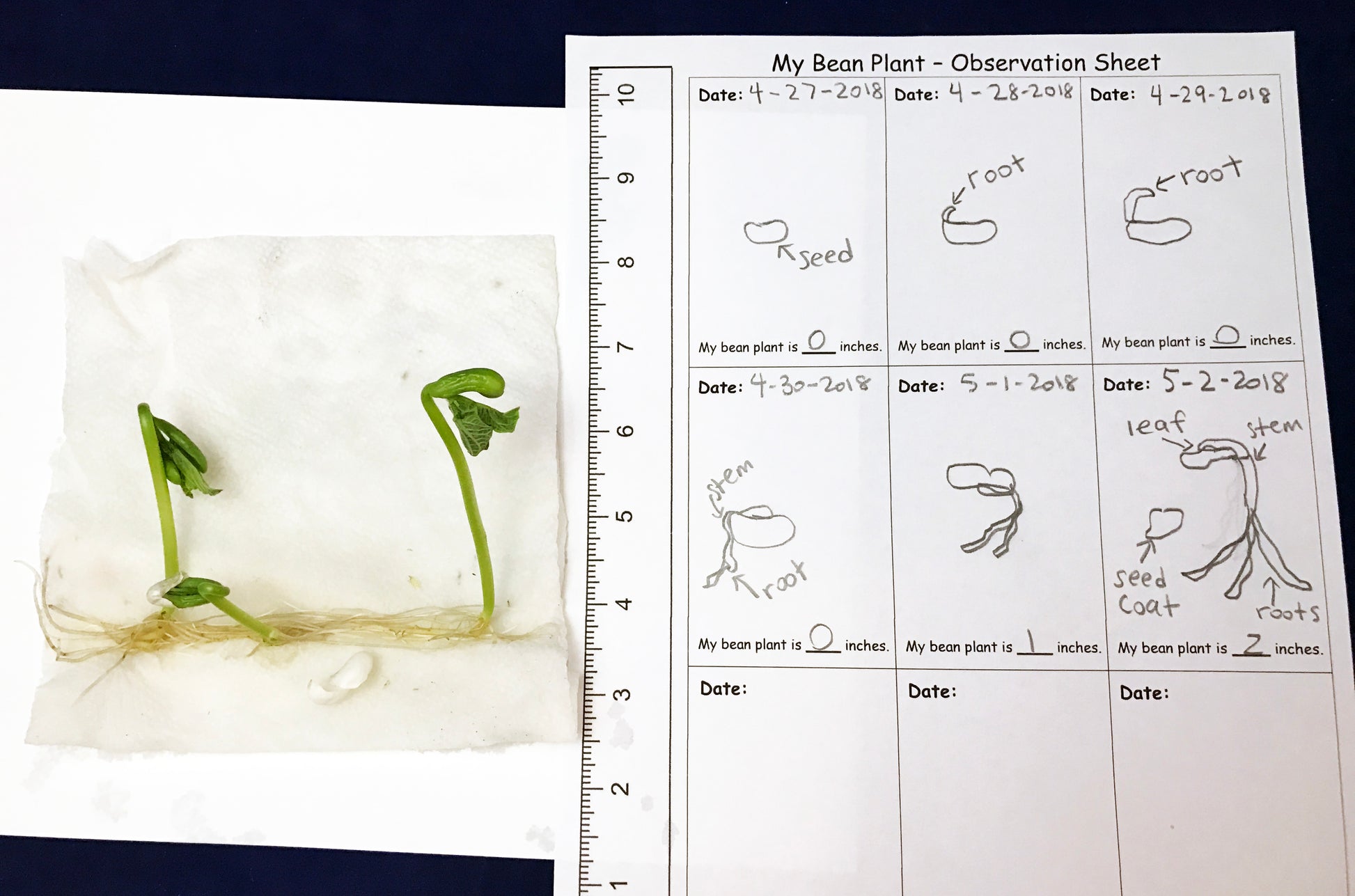 green bean germination bean plant