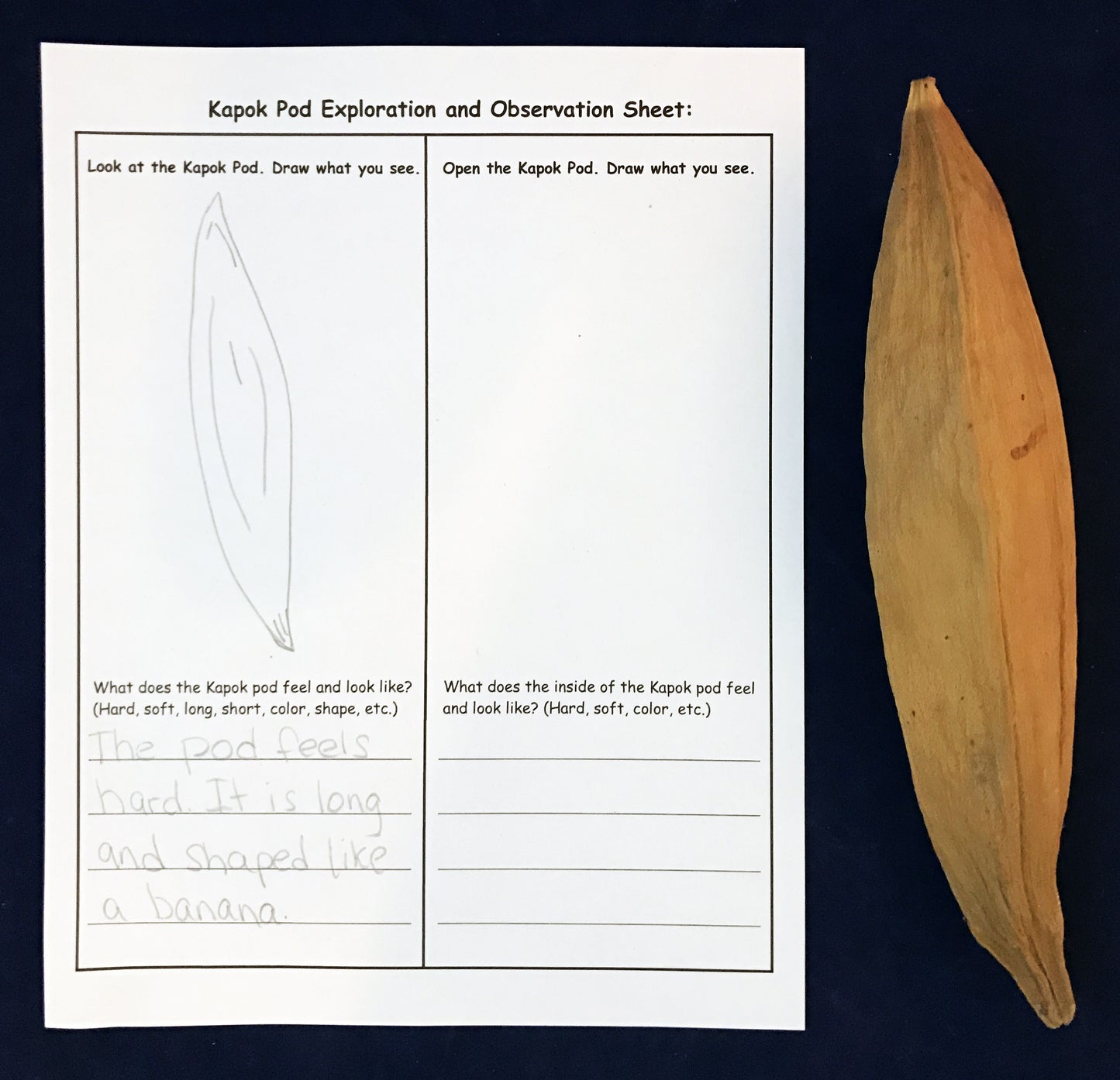 Ivy Kids kit - The Rainforest Grew All Around