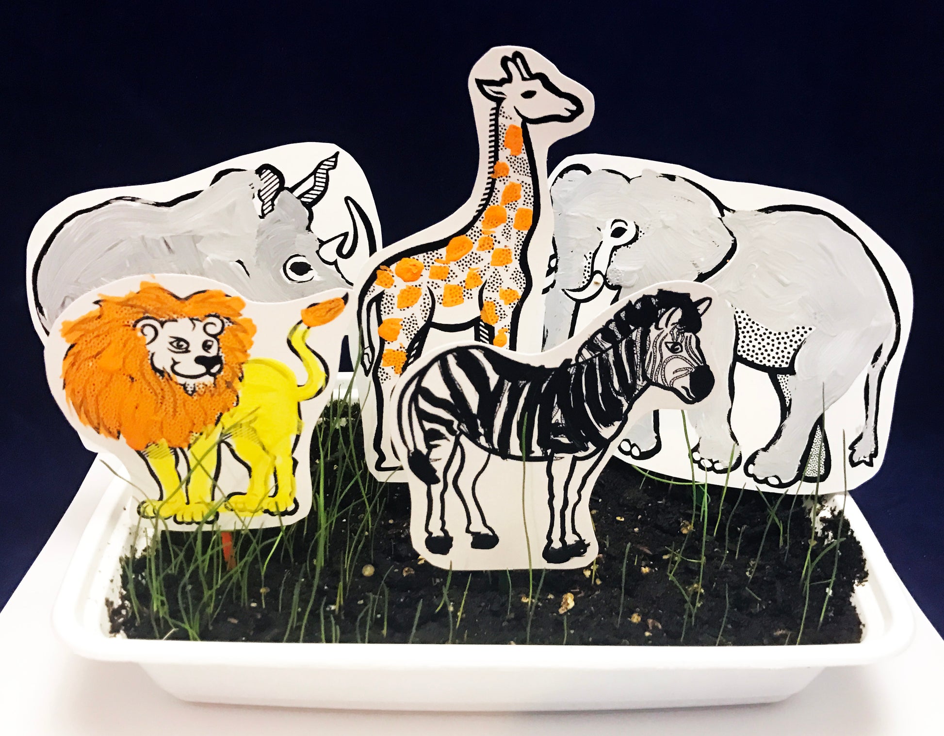 Grow your own grassland African Savanna science project 