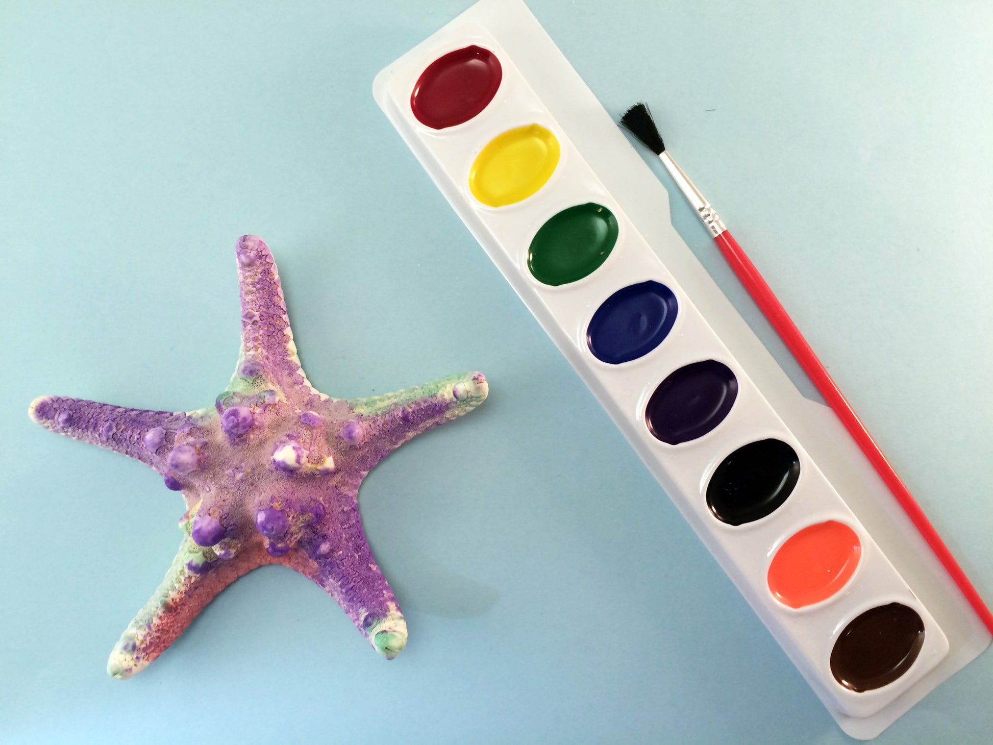 Science activity inspired by the book Over in an Ocean in a Coral Reef. Exploring and painting starfish.