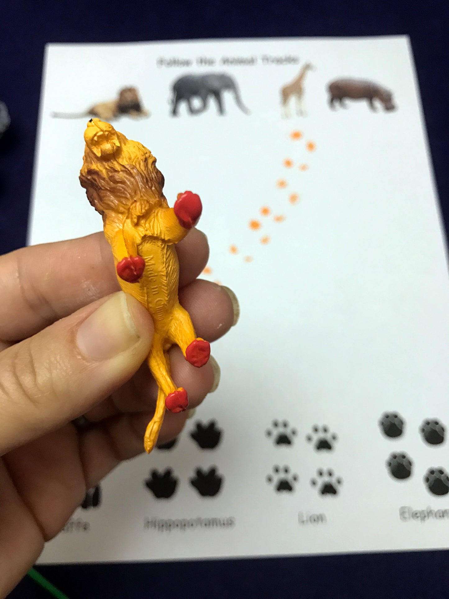 Animal Tracks project science activity kids