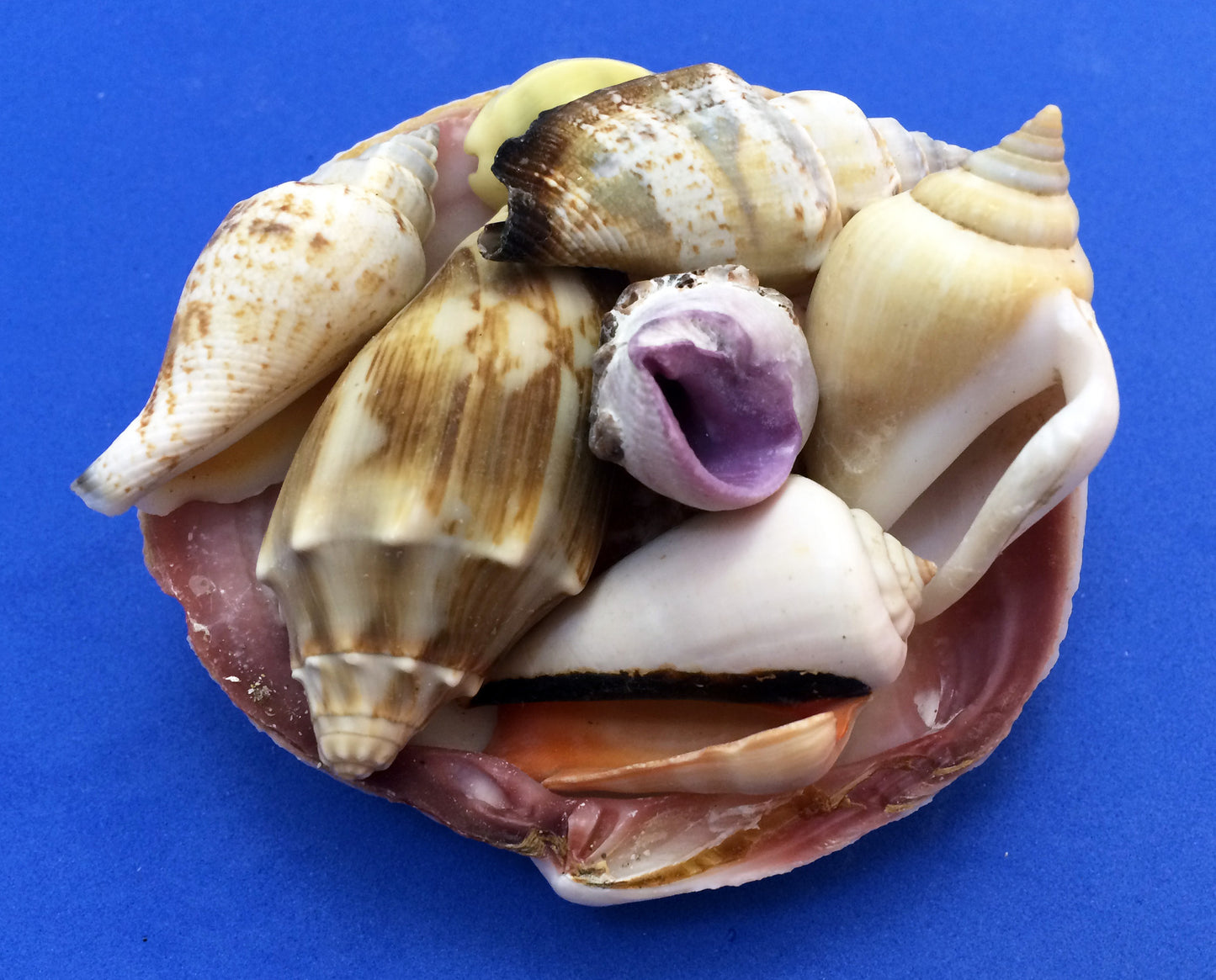 Science activity inspired by the book Over in an Ocean in a Coral Reef. Exploring seashells.