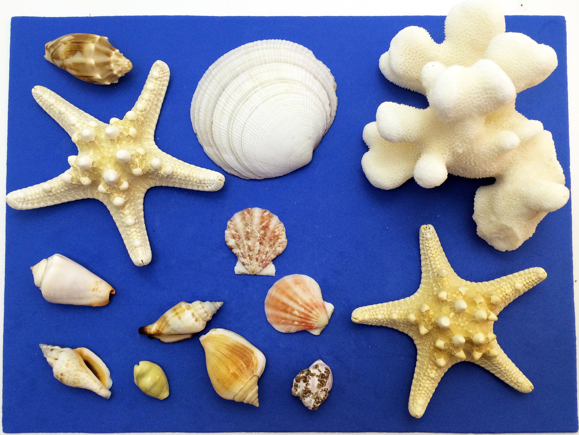 Science activity inspired by the book Over in an Ocean in a Coral Reef. Exploring starfish, coral, and seashells.