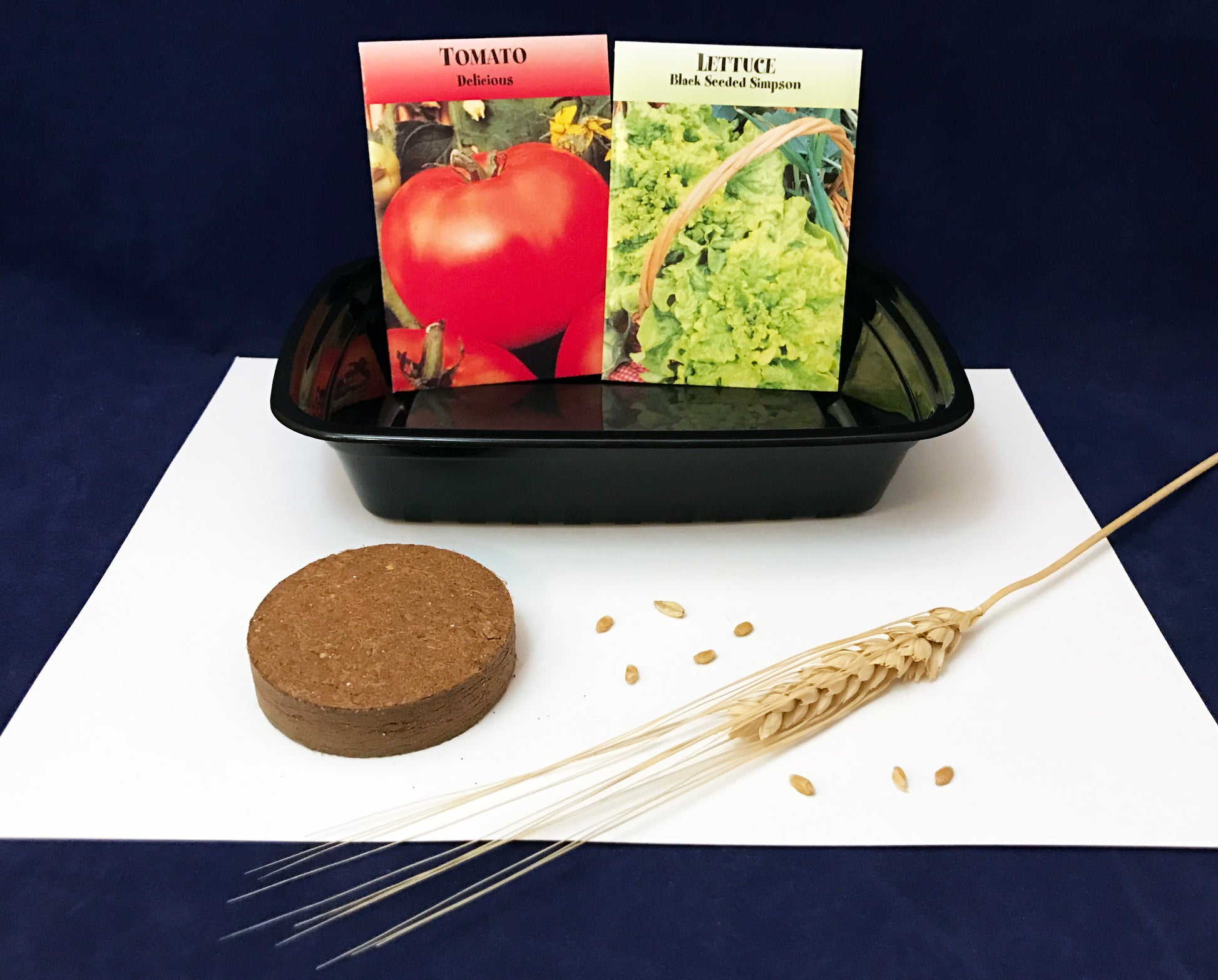 Plant tomatoes, lettuce, wheat grains crops science activity Farm theme kids