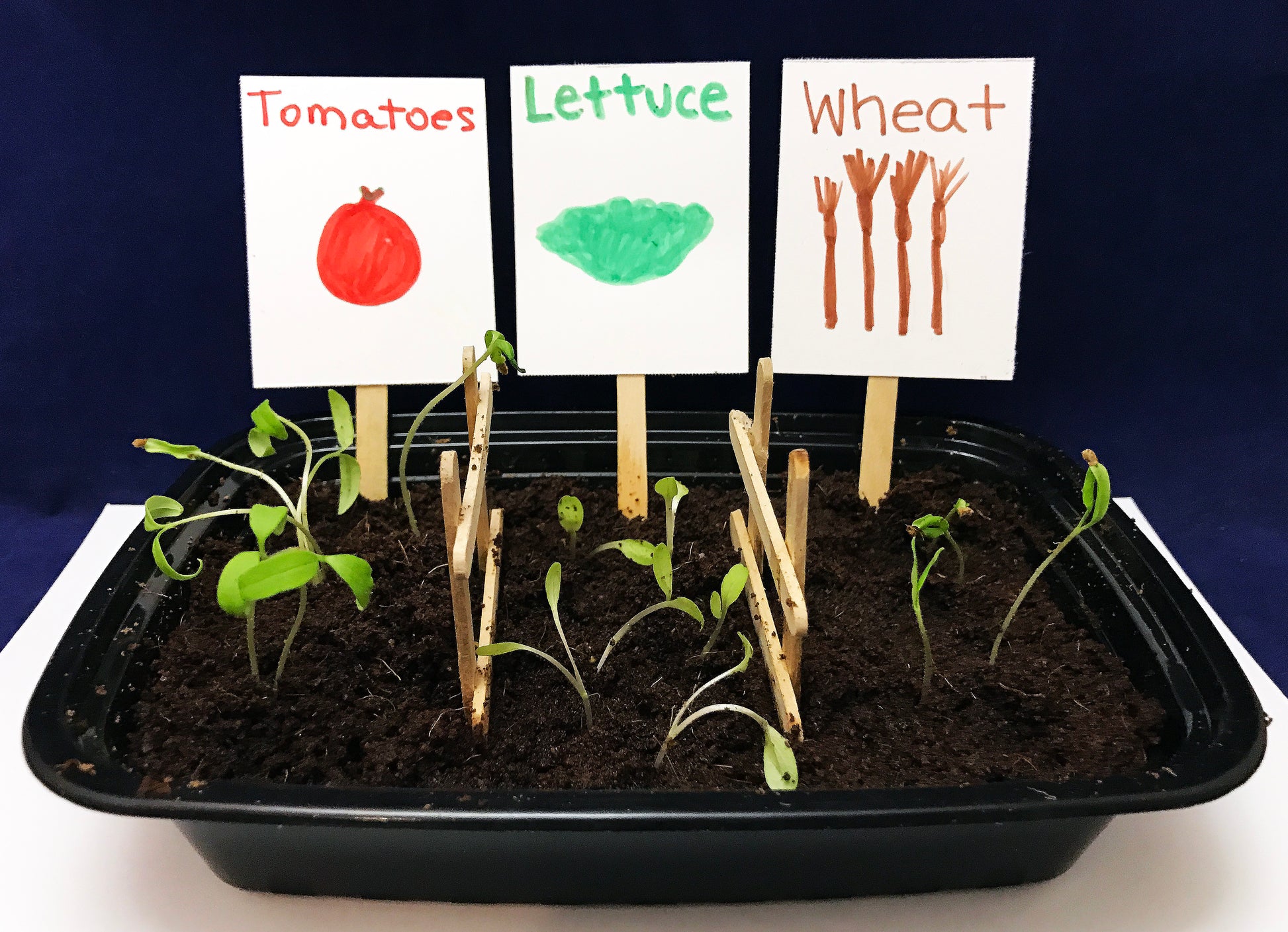 Plant your own crops science activity Farm theme kids