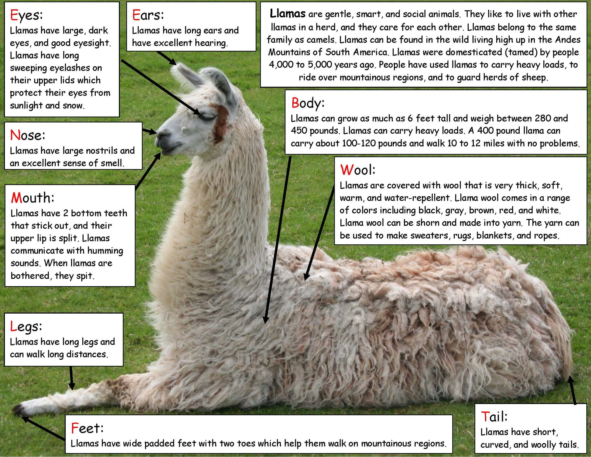Llama fact board kids