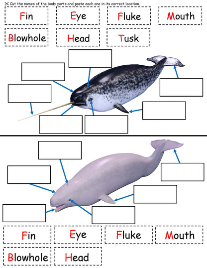 Ivy Kids Kit - The Lost Narwhal