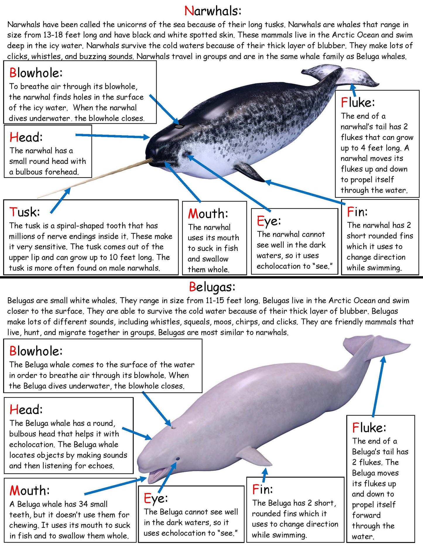 Ivy Kids Kit - The Lost Narwhal