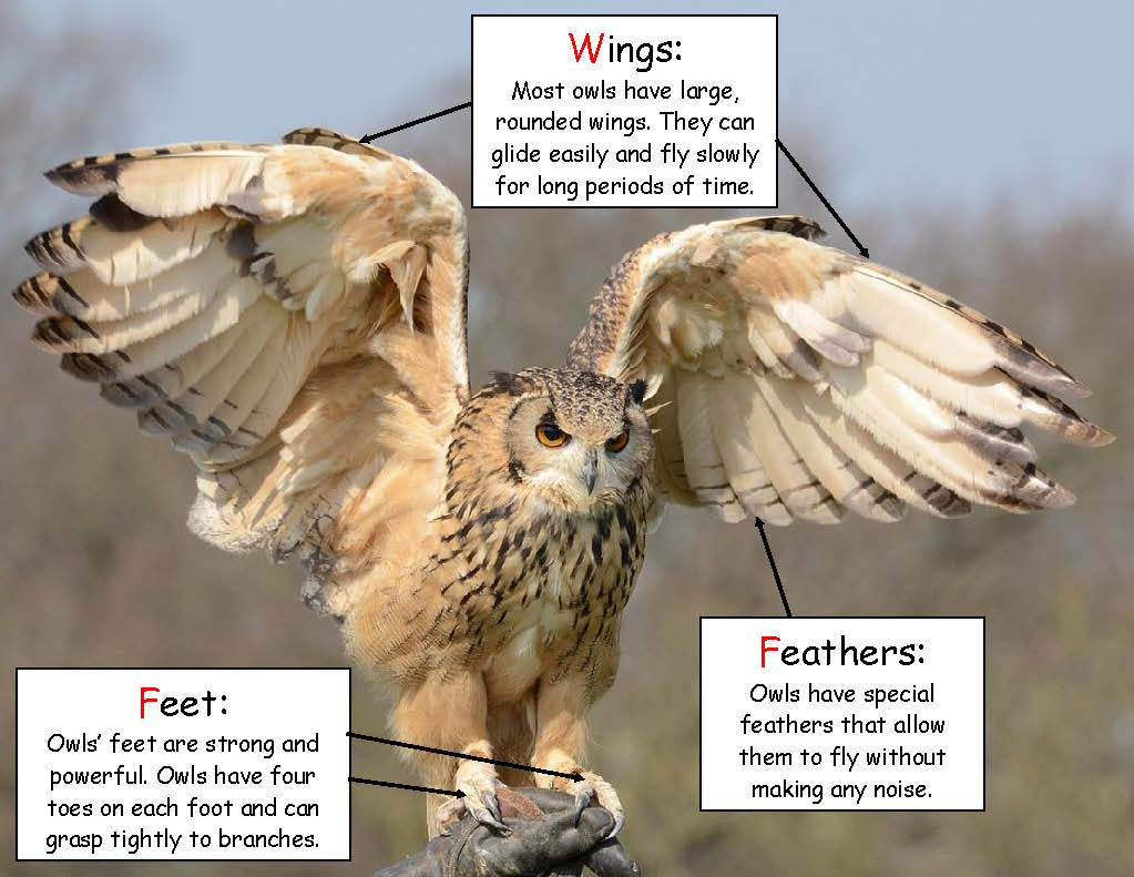 Science Activity - Owl Facts Inspired by Owl Babies