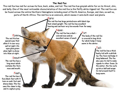 Ivy Kids Kit - A Warm Winter Tail