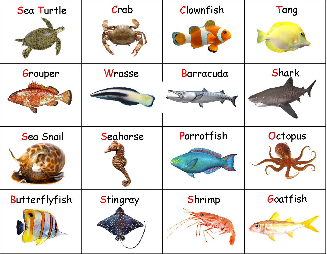 Coral reef memory game kids