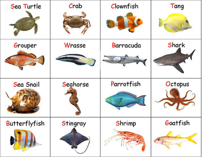 Coral reef memory game kids