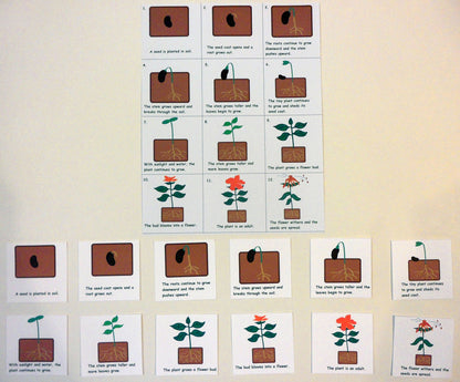 Ivy Kids Kit - The Tiny Seed