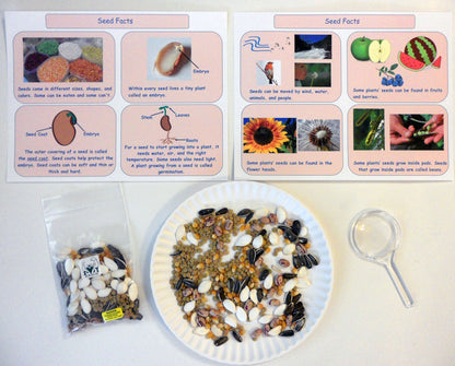 Ivy Kids Kit - The Tiny Seed