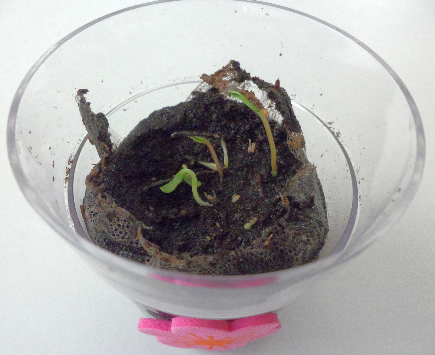 The Tiny Seed - Planting Marigolds {Kid Science}