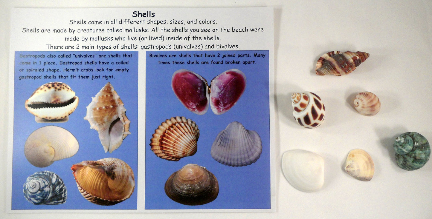 Comparing shells - A House for Hermit Crab - Ivy Kids subscription box activities.